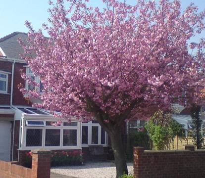 Photo of Cherry Blossom Guest House