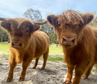 Photo of Cockatoo Cottages
