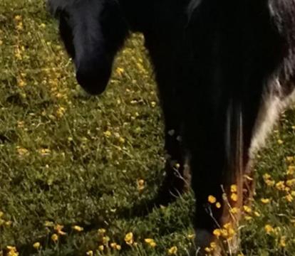 Photo of Durham donkey rescue Shepherds hut