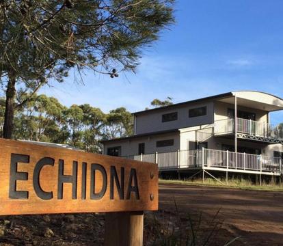Photo of Echidna on Bruny