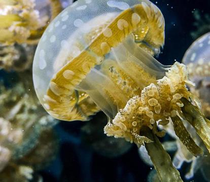 Photo of InterContinental The Clement Monterey, an IHG Hotel