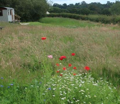 Photo of Little Idyll shepherds hut