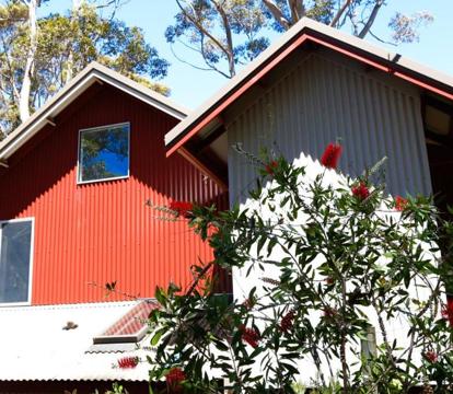 Photo of Pelicans at Denmark