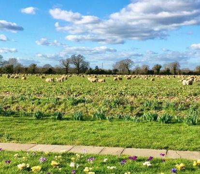 Photo of Pheasant Suites