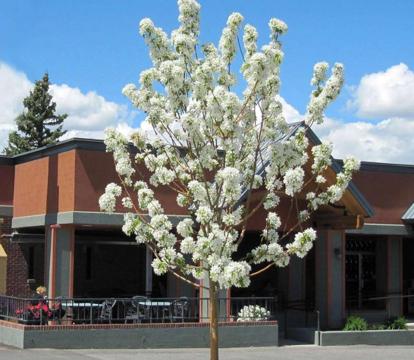 Photo of Ramada by Wyndham Helena