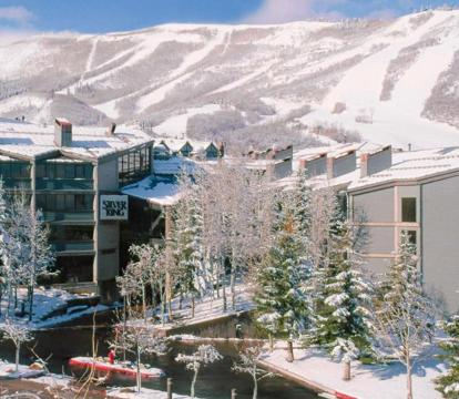 Photo of Silver King