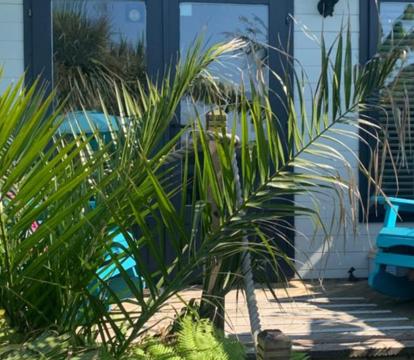 Photo of Stargazy Garden