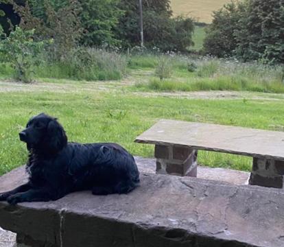 Photo of Thatch Close Cottages