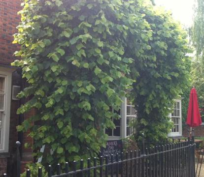 Photo of The Admiral Hornblower