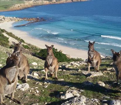 Photo of Waves & Wildlife Cottages Kangaroo Island