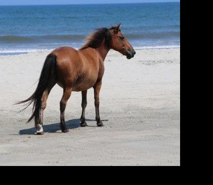 Photo of Wild Horse Inn